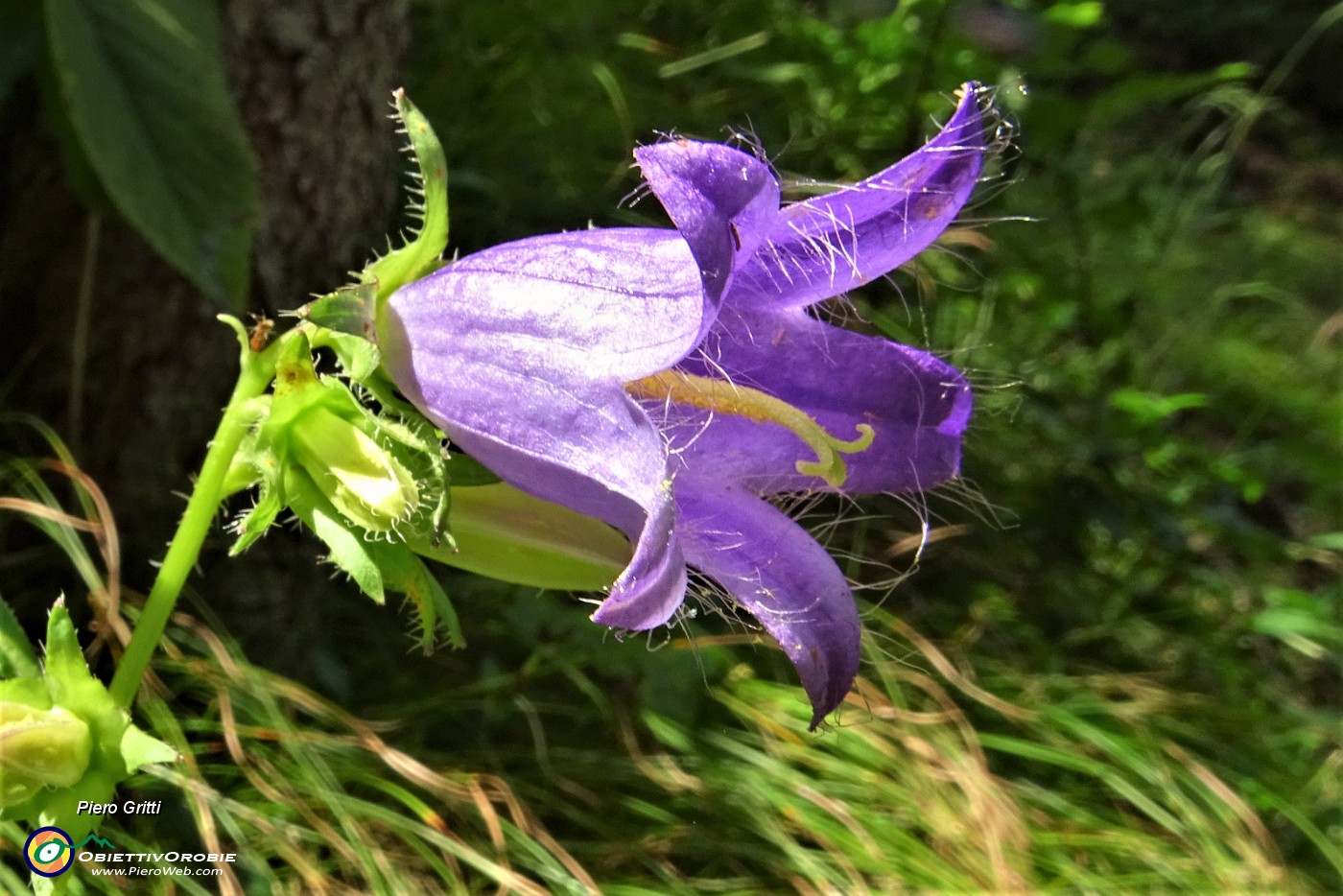 74 Campanula selvatica (Campanula trachelium).JPG